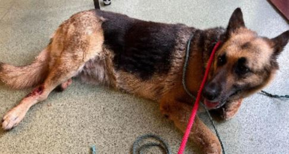 Rescue staff at the centre nicknamed the dog Bunny - because of the time of year she was abandoned. 