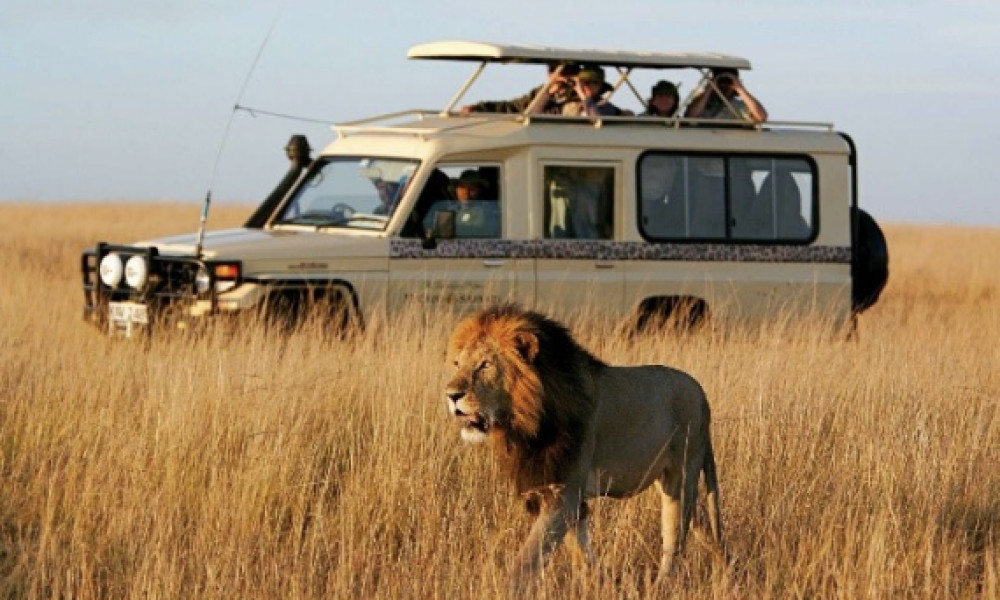 A safari holiday of a lifetime with Liz Meineck travel 