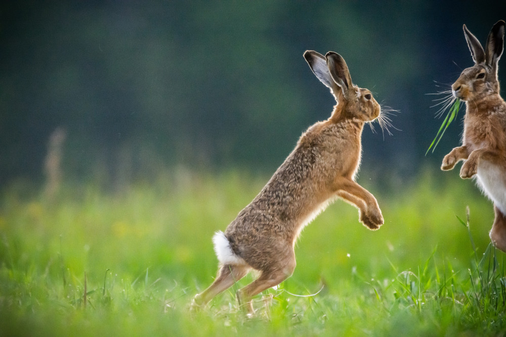 Bedfordshire Police secures highest fine for hare coursing. CREDIT: Unsplash