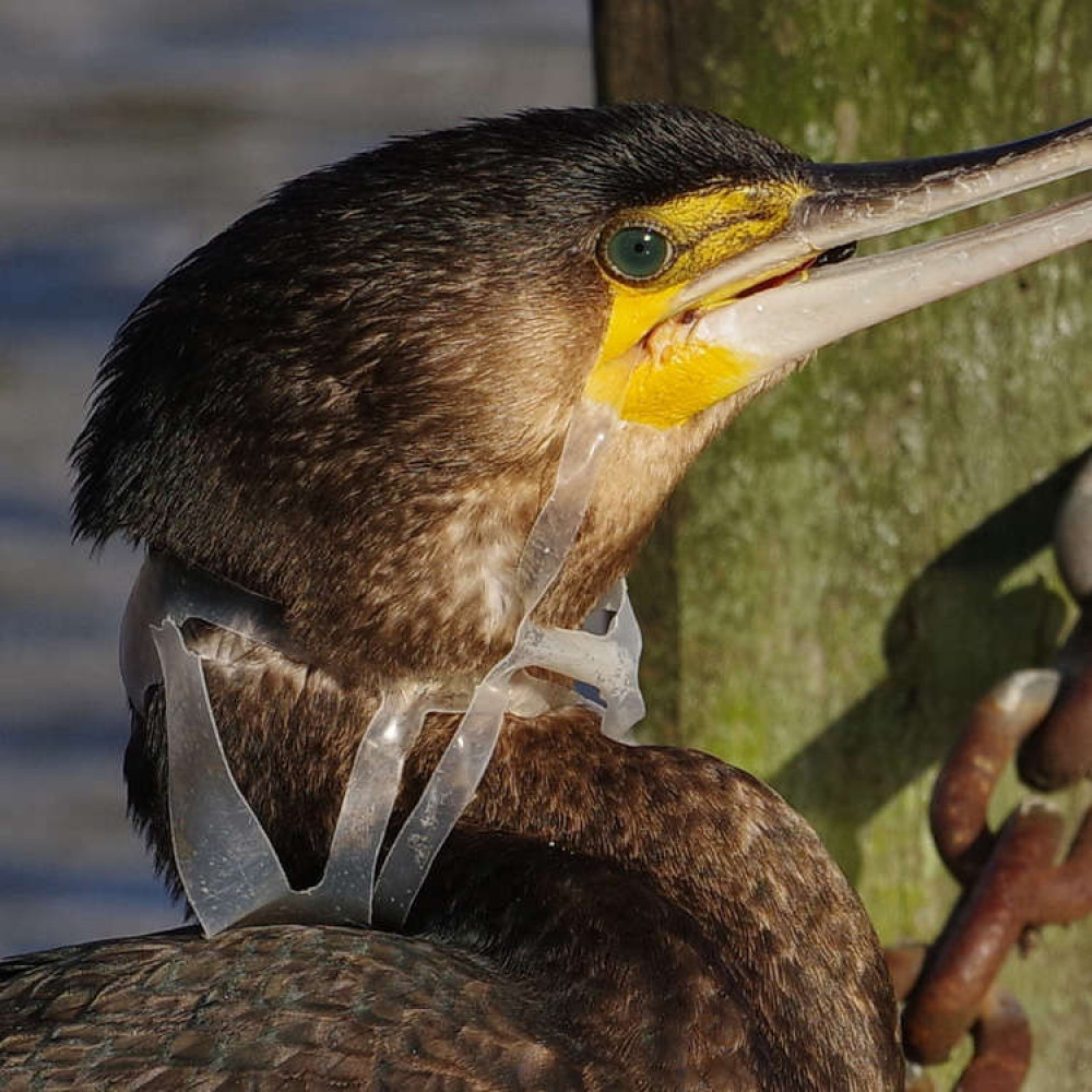 In Regent's Park a cormorant was seen with a beer pack ring around its neck (Image: Royal Parks)