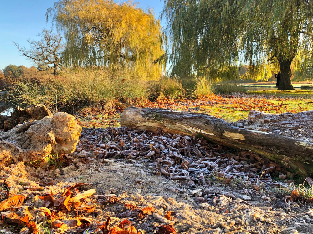 Bushy Park is great for dog walks even in winter. (Photo: Royal Parks/Facebook)