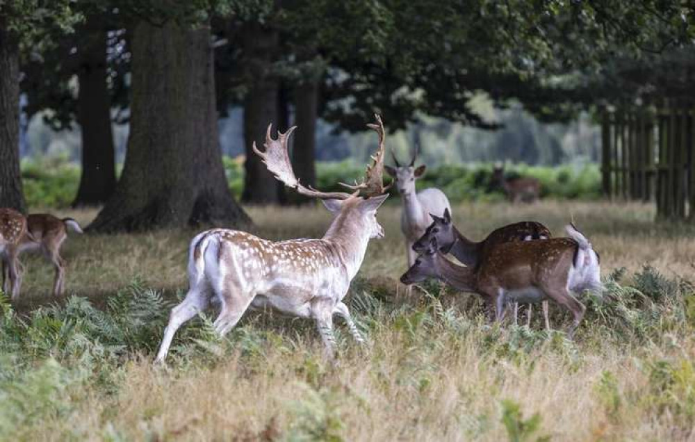 Bushy Park is a haven for nature near busy Kingston town (Image: Cathy Cooper)