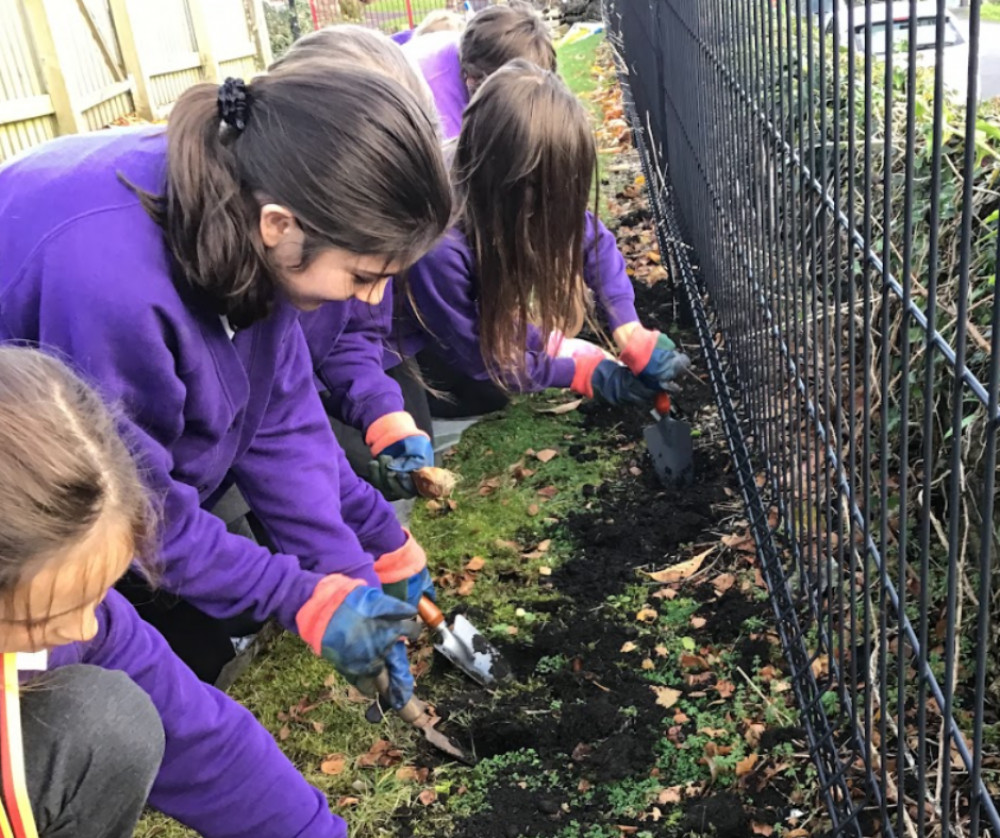 Over 600 bulbs planted and counting – Leigh on Mendip School kids are getting their hands dirty for a flowery future.