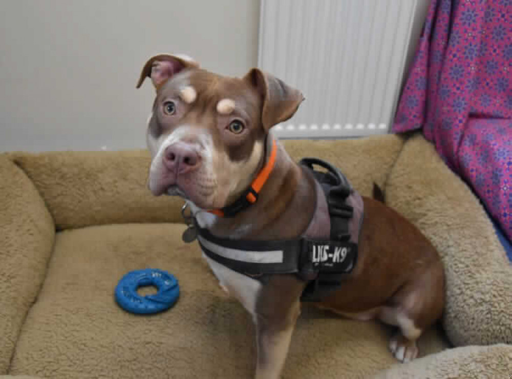 Doris is one of the animals rescued by the RSPCA currently looking for a home in Somerset. Doris is one of the animals rescued by the RSPCA currently looking for a home in Somerset.