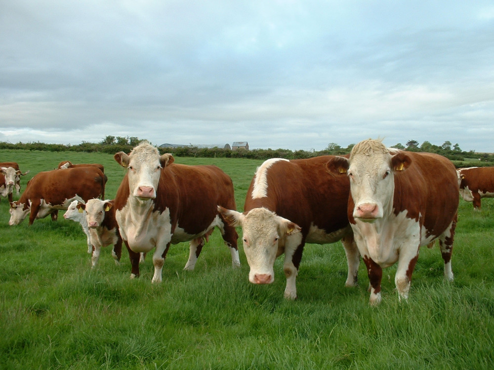 19 cattle, including Herefords like these, were stolen from West Compton 