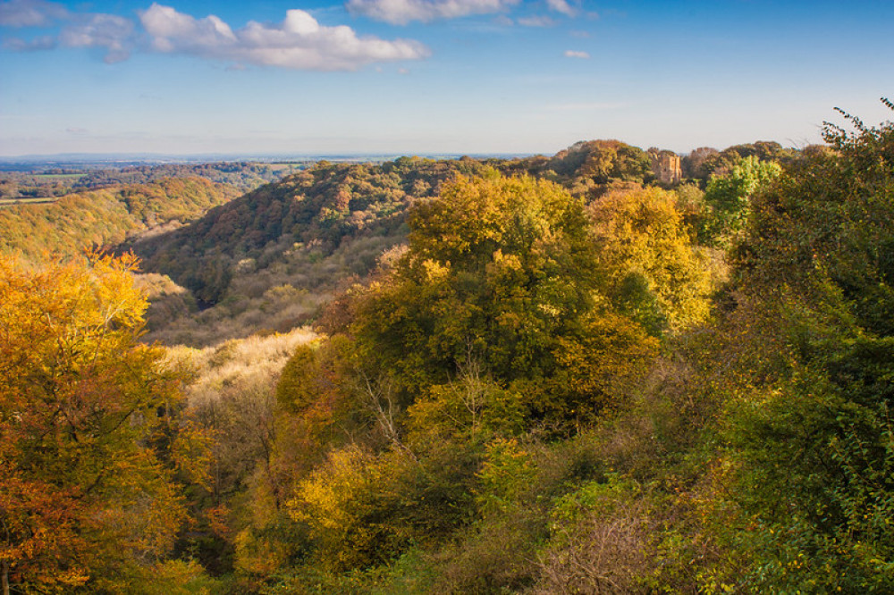 Woodland Trust names new chair