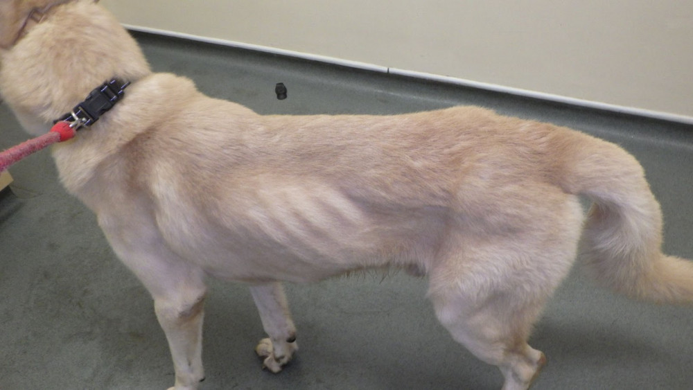 One of the neglected husky dogs who were rescued by the RSPCA after they were found living in a hallway 