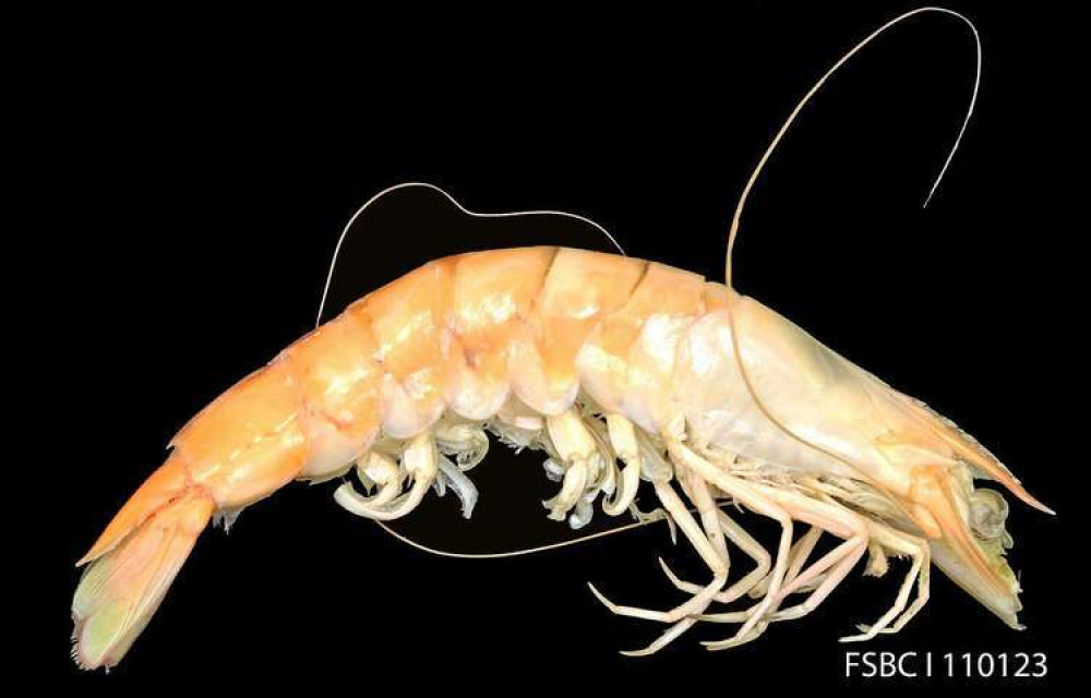 Brown shrimps have been seen (Credit: NOAA FishWatch)