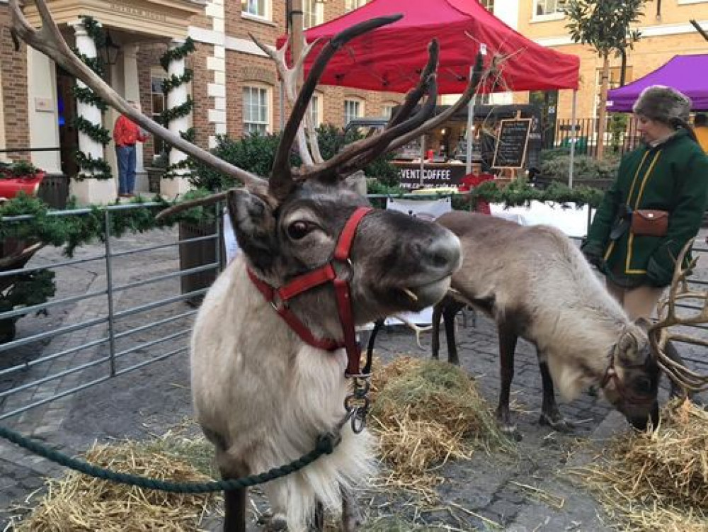 Reindeers of Richmond! (Photo Credit: Ruth's Pics).