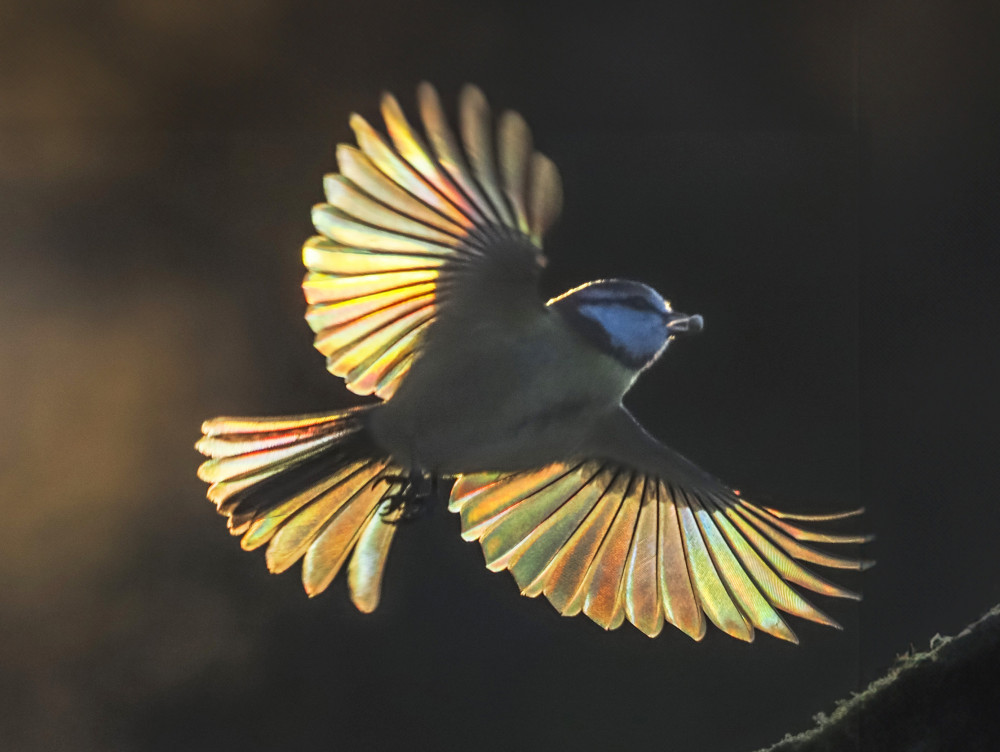 Stunning blue tot glow (Picture: Andrew Fusek Peters)