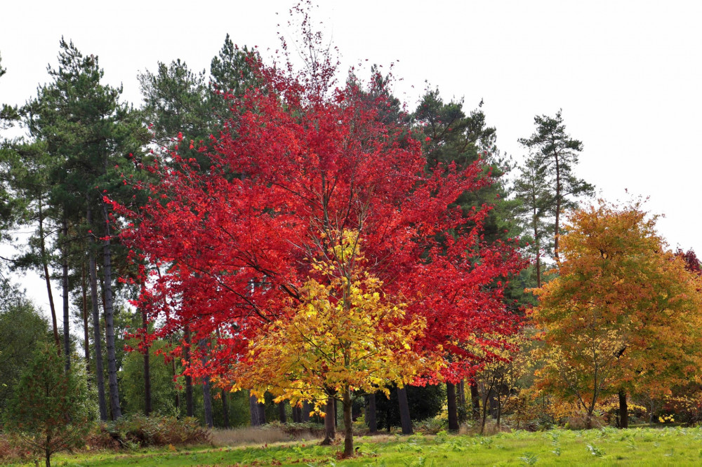 Edwina Ord - Autumn at Mark's Hall