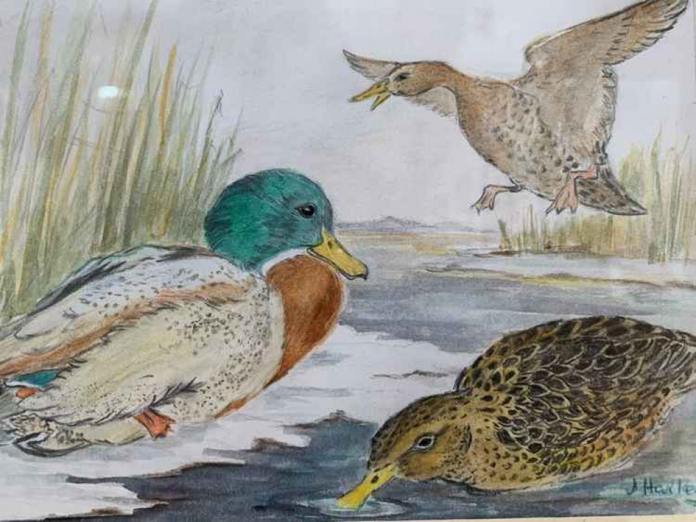 'Mallards' by Jean Harley