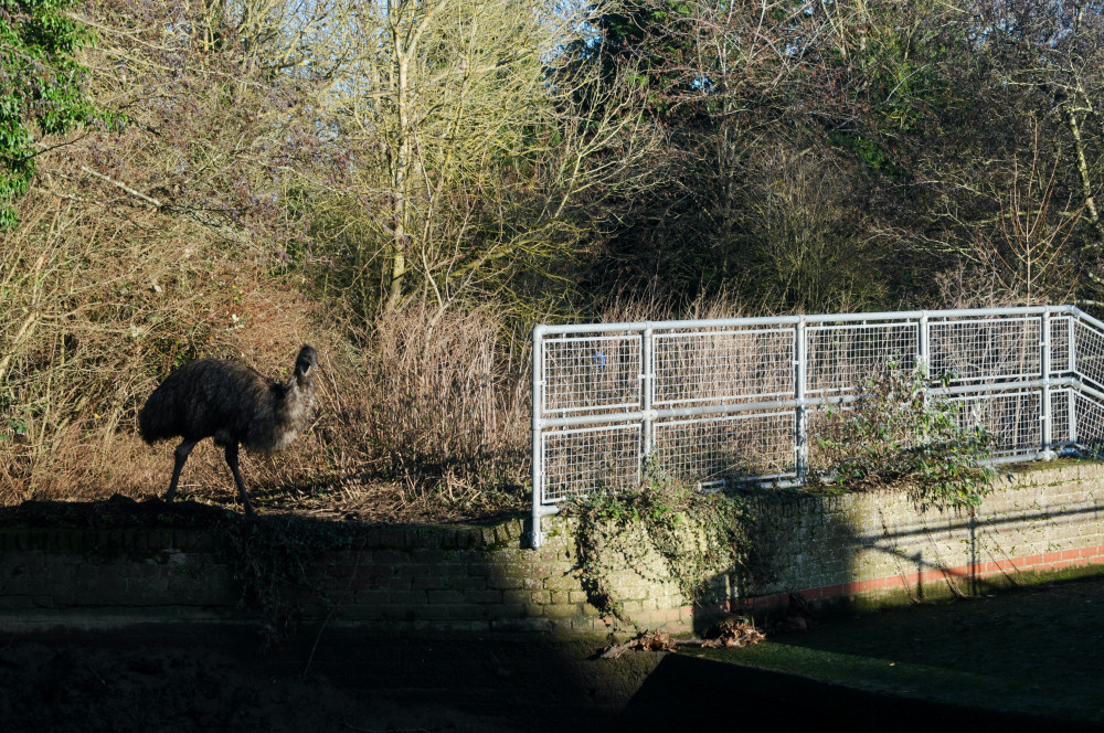 Emile the discerning emu (Picture: Jackie McLuckie)