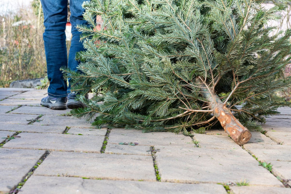 Richmond Council have launched a Christmas tree recycling scheme. (Photo Credit: Richmond Council).