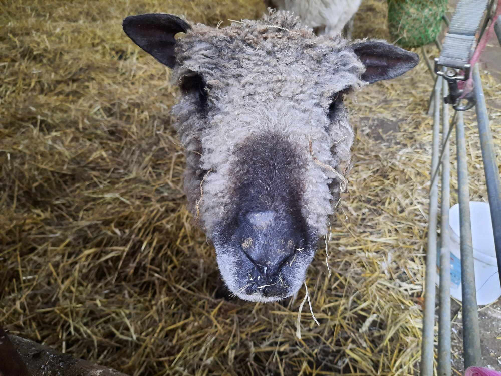 Join the team Rutland Farm Park from Saturday 6 January 2024. Image credit: Nub News. 
