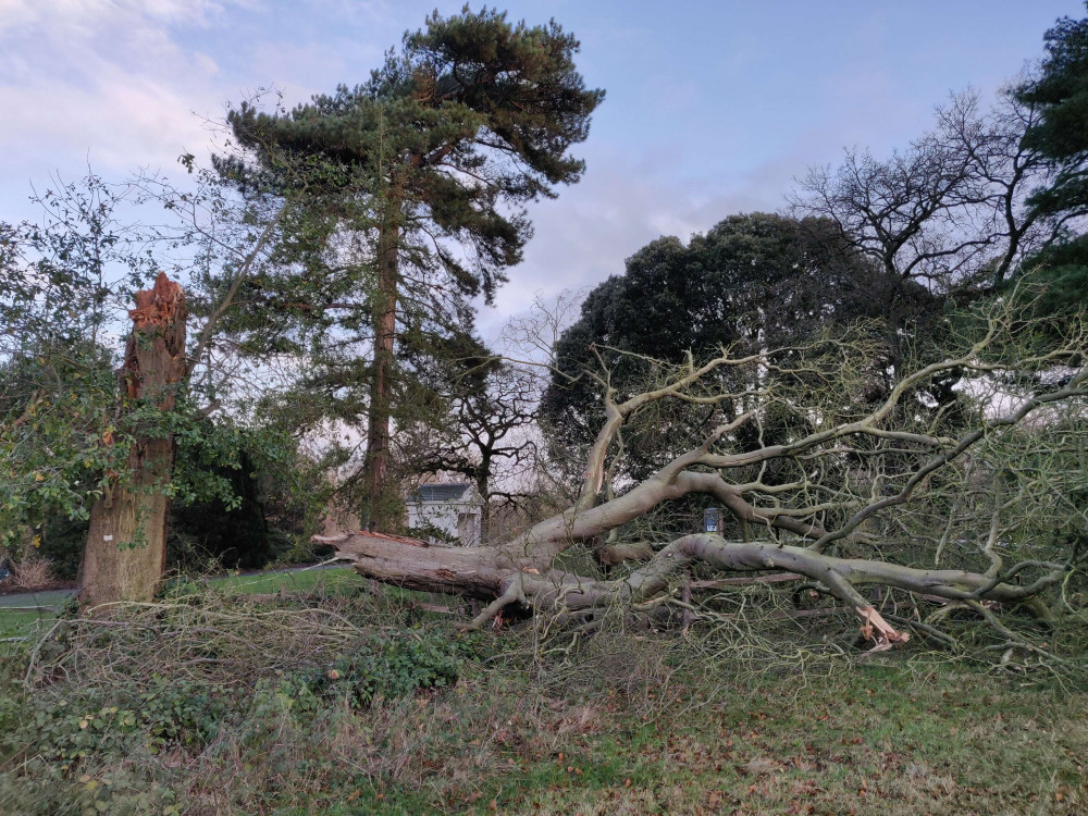 Kew Gardens was forced to close early yesterday due to Storm Henk. (Photo Credit: RBG Kew) Kew Gardens was forced to close early yesterday due to Storm Henk. (Photo Credit: RBG Kew)