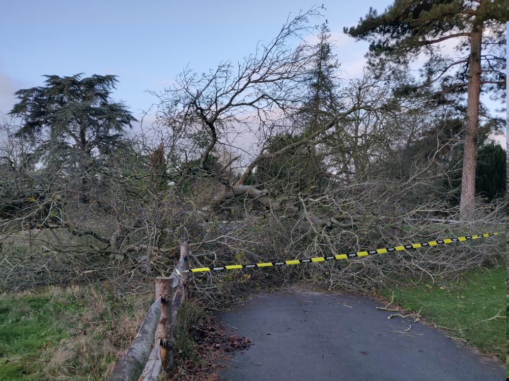 The trees will be turned to mulch. (Photo Credit: RBG Kew) The trees will be turned to mulch. (Photo Credit: RBG Kew)