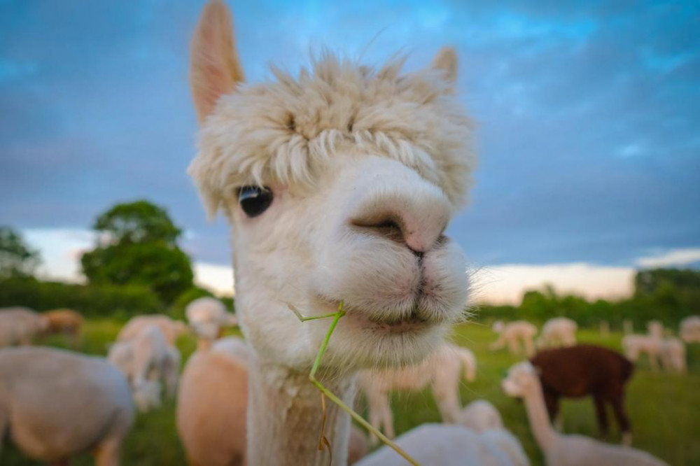 Alpaca Care & Ownership Work Shop at Charnwood Forest Alpacas near Ashby de la Zouch