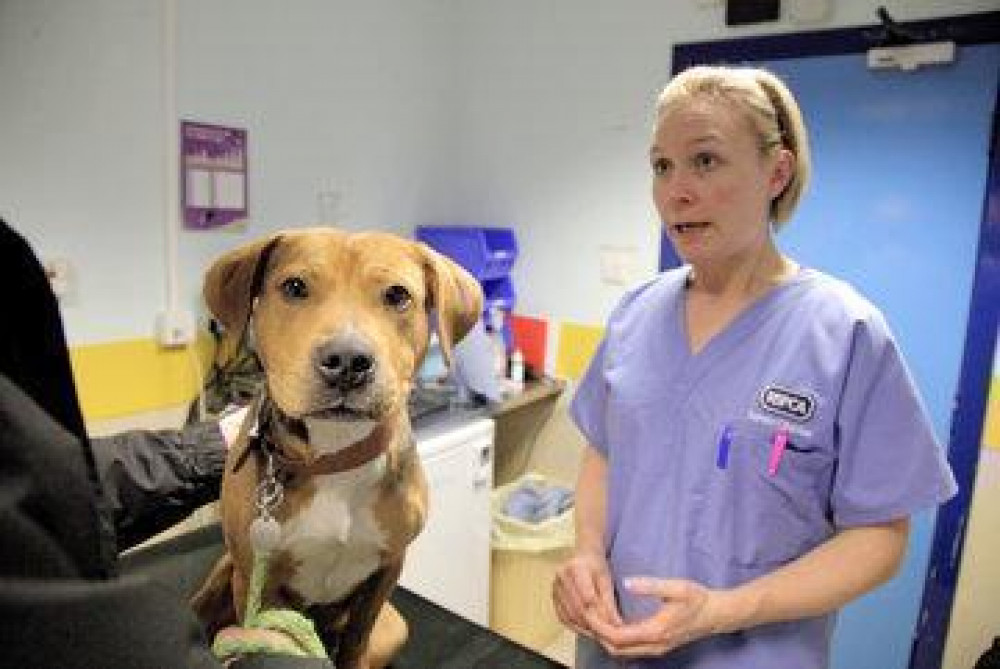 Across Somerset the RSPCA has also carried out 15,556 neuters (to stop unwanted pregnancies and promote responsible ownership) . Photo supplied by RSPCA 