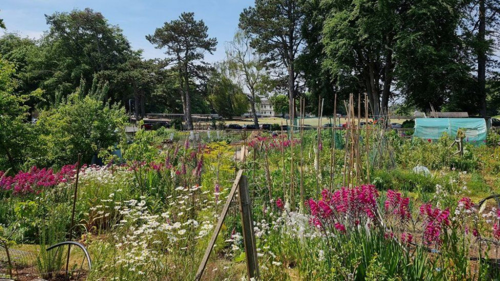 The allotments are the last of their kind in B&NES 