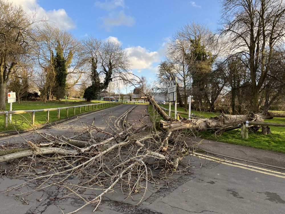 Storm Isha: Yellow weather warning issued. PICTURE: A tree that was blown down at Norton Common during fierce gusts during the spring of 2021. PICTURE CREDIT: Letchworth Nub News 