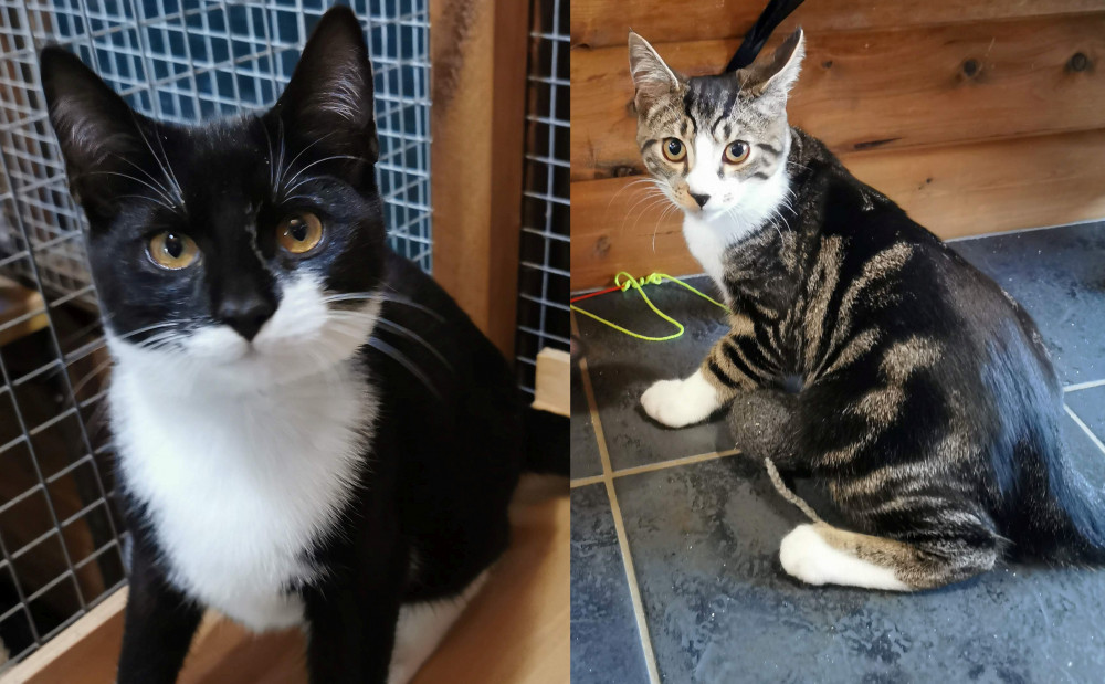 Named after Marvel superheroes, can you find room in your heart for these super-cats? (Image - Silk Cat Rescue)