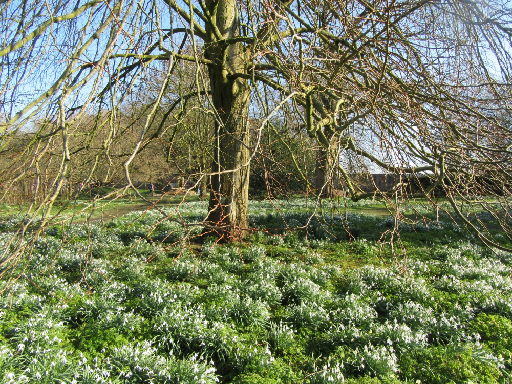Snowdrop Month at The Bishop's Palace