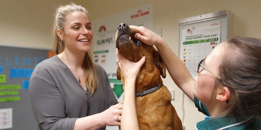 Orchard Vets in Glastonbury 