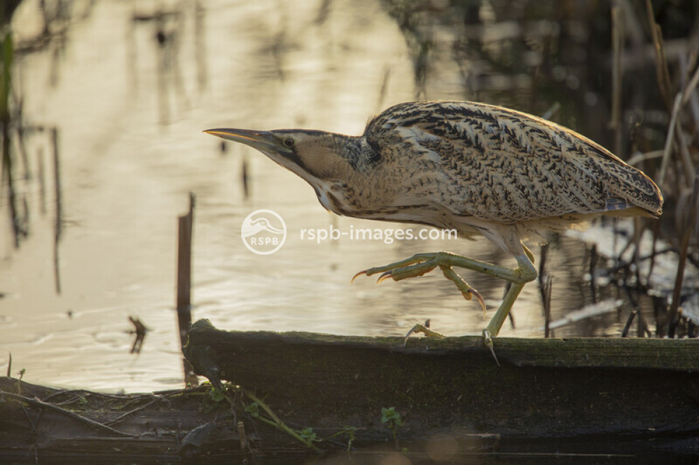 RSPB Walk: WWT London Wetland Centre RSPB Walk: WWT London Wetland Centre