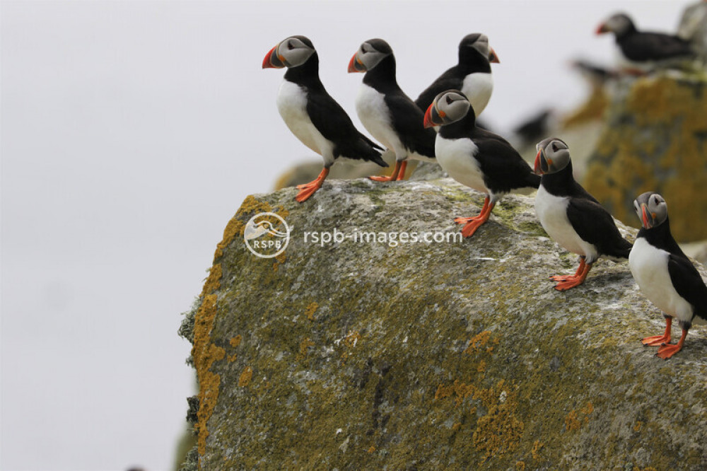 RSPB Online Zoom Talk: Bempton Cliffs & Filey Bay