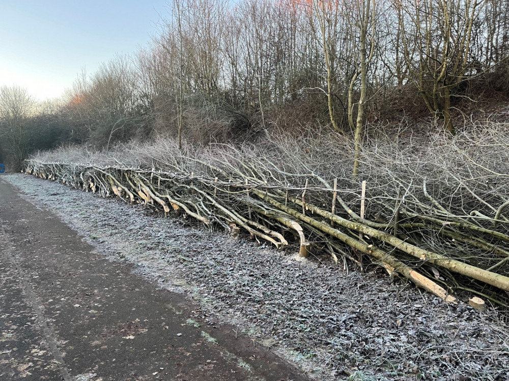 New hedges at Chase Meadow in Warwick (Image by Warwick District Council)