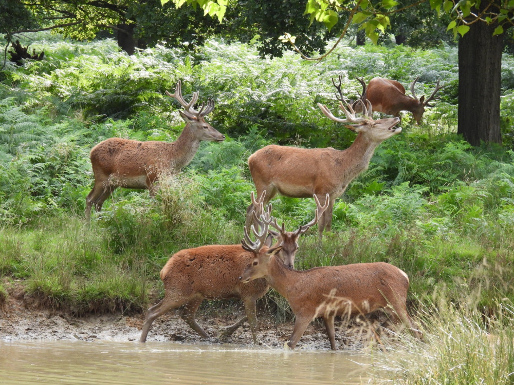 The gates of Richmond Park will be closing at 8pm for the next seven weeks. (Photo Credit: Amanda Boardman). 