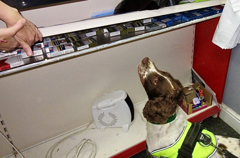 Billy the Tobacco Detection Dog found the hidden cigarettes at the Coalville store. Photo: Leicestershire County Council