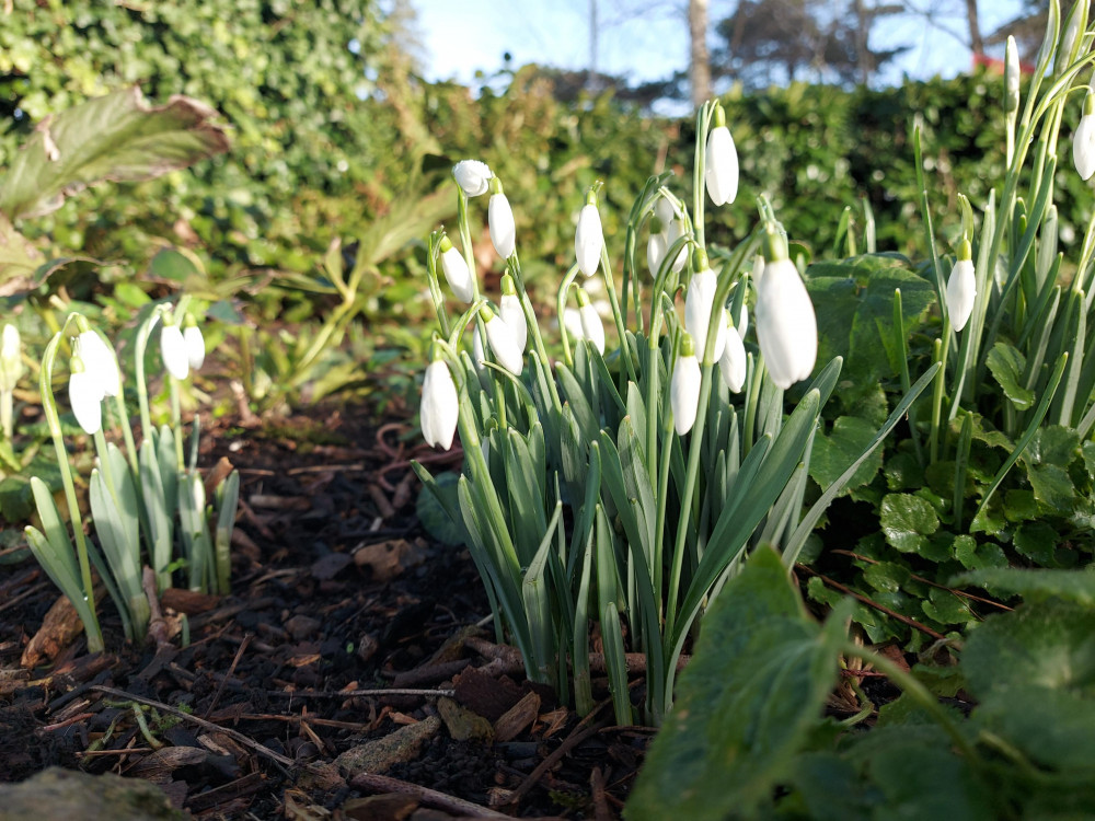 Spring is coming, do you want a new job? Snowdrops in Victoria Park, image Frome Nub News