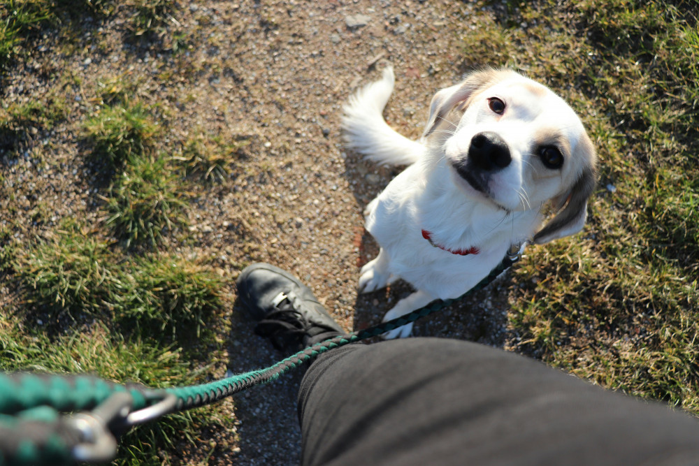 By reintroducing the requirement for dogs to be on leads, the council aims to minimise disturbances. By reintroducing the requirement for dogs to be on leads, the council aims to minimise disturbances.