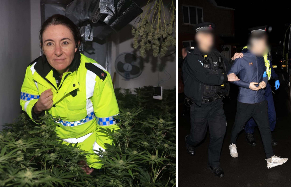 Police executed a search warrant at a property in Heaton Norris and discovered a cannabis farm of 900 plants (Images - Greater Manchester Police)