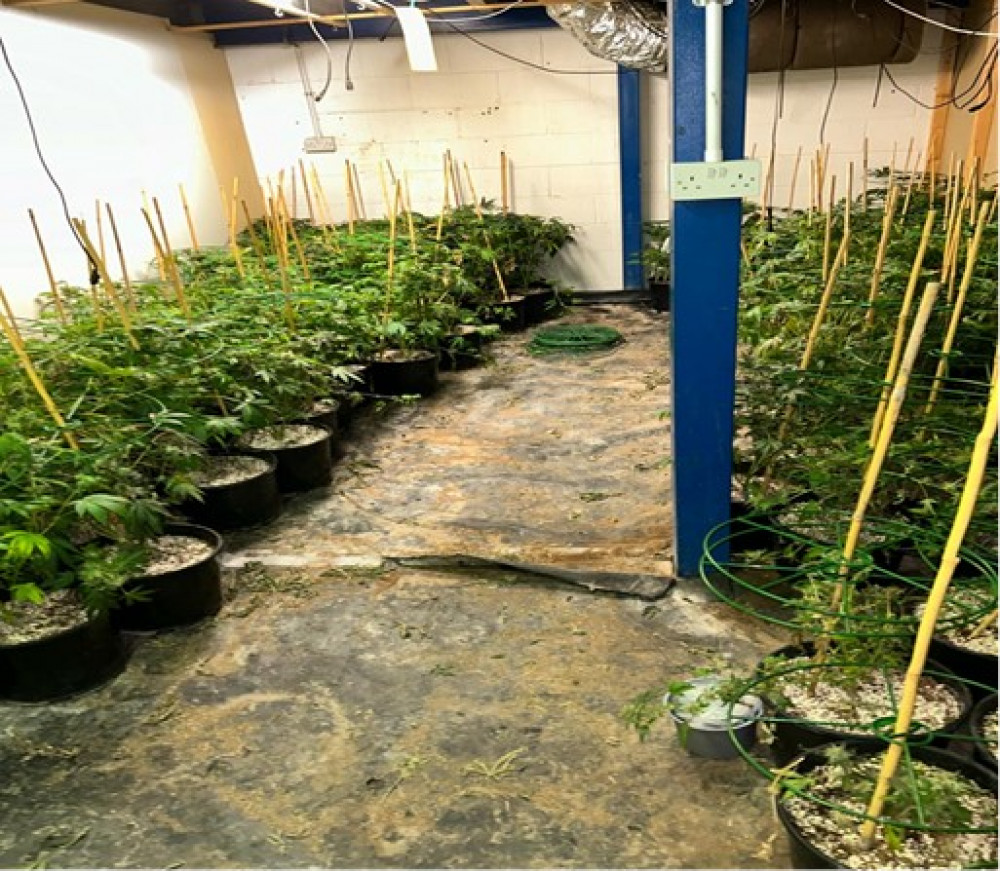 Police discovered the drugs farm at an industrial site in Pitsea. 