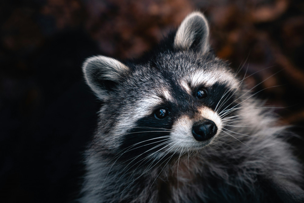 A rascal of a racoon, but NOT to blame for Midsomer Norton mischief, image Photo by Chris Ensminger on Unsplash