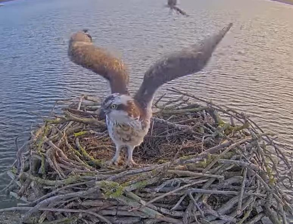 The Rutland Ospreys return to breed at Rutland Water each summer. Image credit: Rutland Osprey Nest Cam / screenshot. 