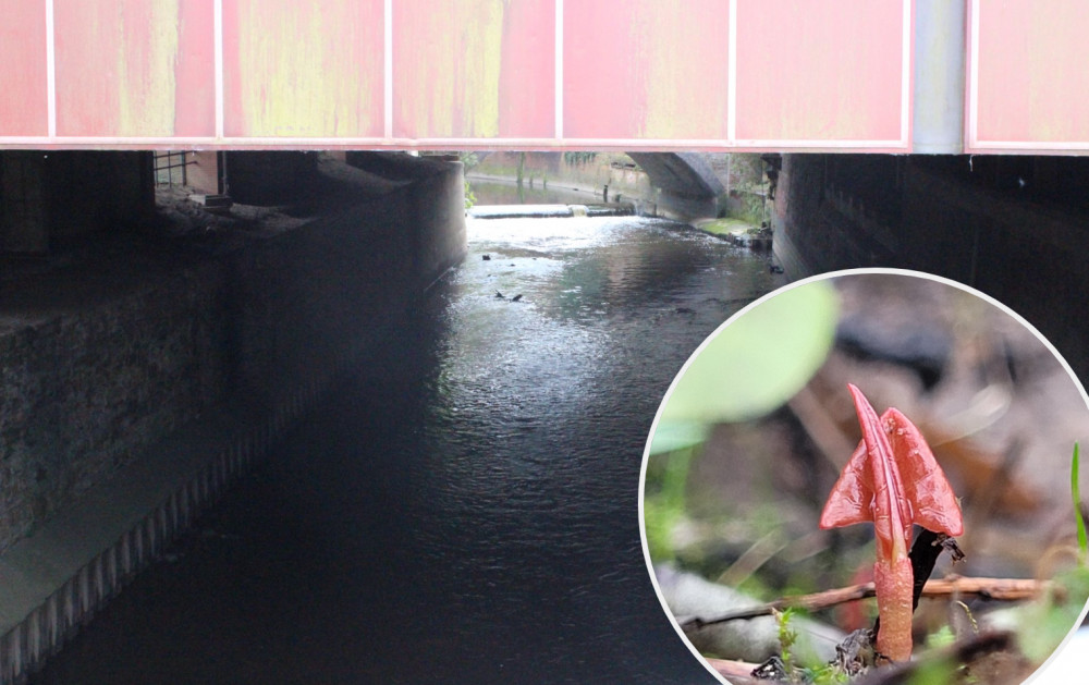 Red, asparagus-like shoots have emerged on the banks of the River Goyt in Stockport (Image - main: Alexander Greensmith / bottom right: Environet)