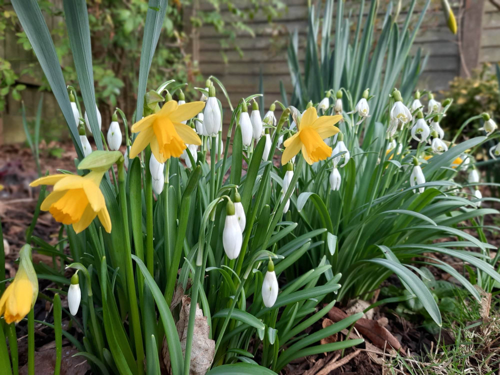 See the snowdrops and other spring blooms at Barnsdale Gardens. 