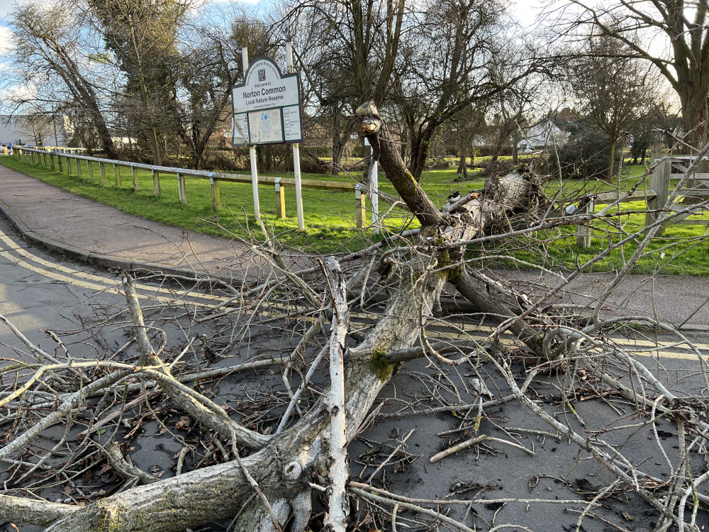  Beware of tornadoes in Hertfordshire with Letchworth residents also being warned over possibility of fallen trees from expected high winds. PICTURE: A fallen tree in Letchworth town centre taken after strong winds struck our town back in 2021. CREDIT: Letchworth Nub News 