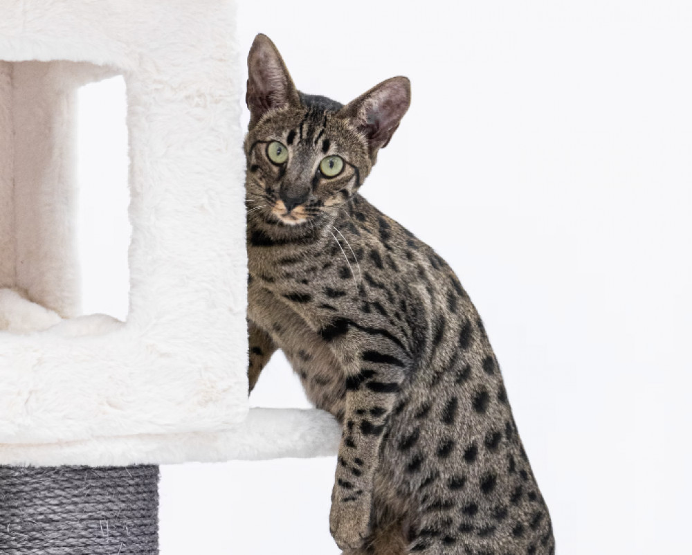 Data reveals two Savannah Cats live as pets in the borough of Richmond. (Photo Credit: Unsplash).