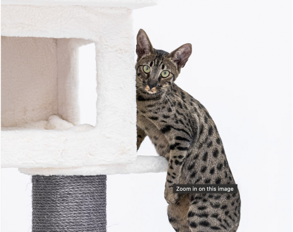 Data reveals two Savannah Cats live as pets in the borough of Richmond. (Photo Credit: Unsplash).