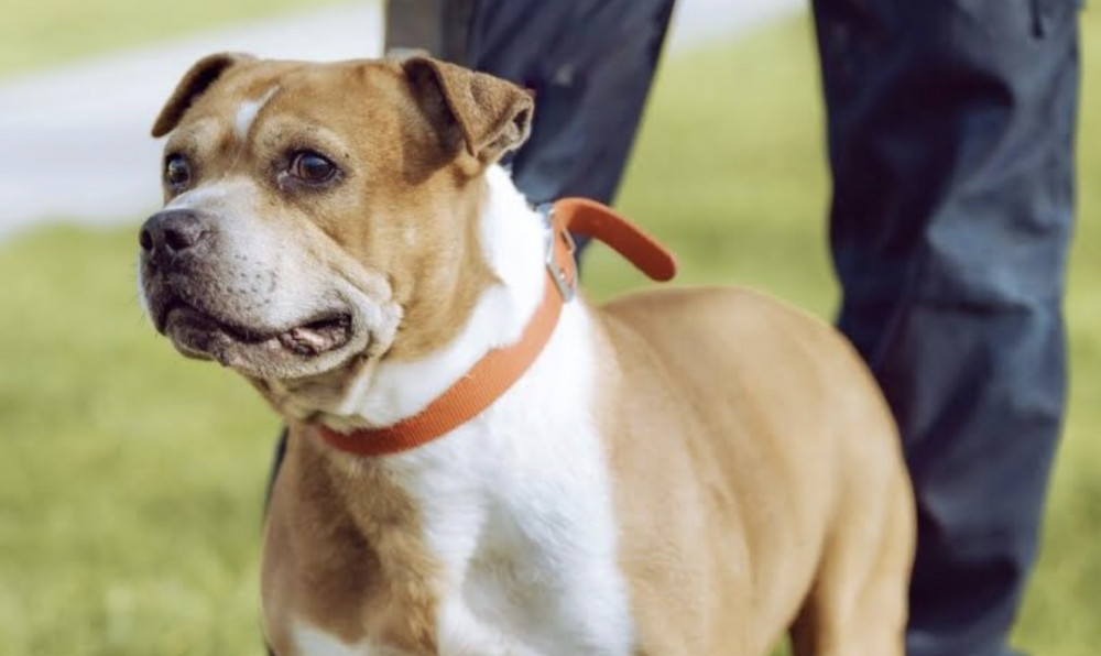 Tyson's adorable mugshot. (Image - RSPCA Macclesfield) Tyson's adorable mugshot. (Image - RSPCA Macclesfield)