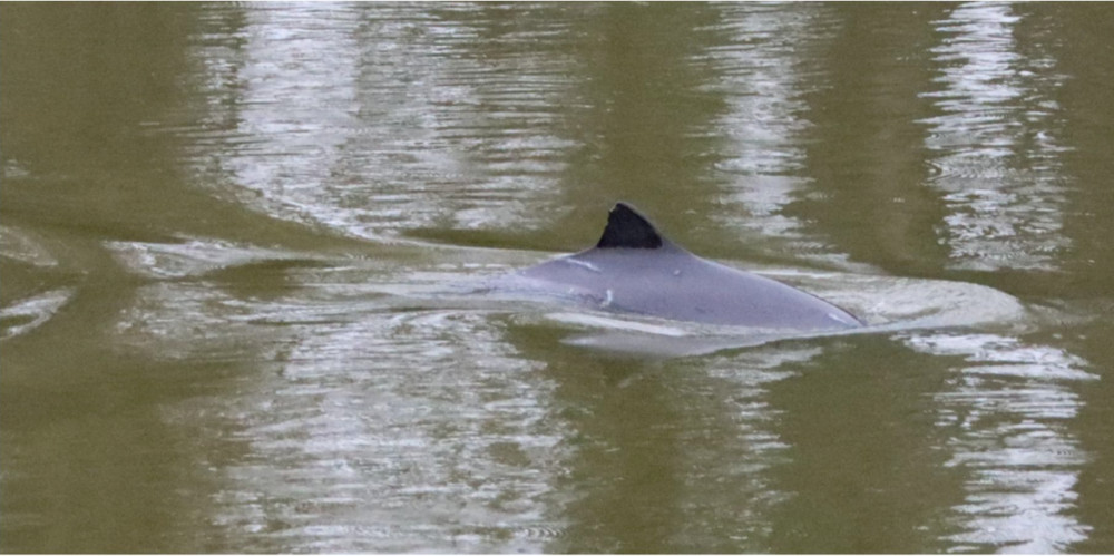 Harbour Porpoise spotted in River Thames at Twickenham. (Photo Credit: @KaptainKwack).