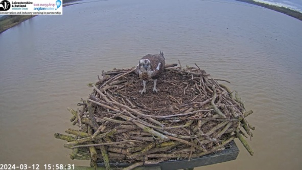 The webcam picked up the first sighting of the returning female. Image credit: Rutland Osprey Project webcam / screenshot. The webcam picked up the first sighting of the returning female. Image credit: Rutland Osprey Project webcam / screenshot.