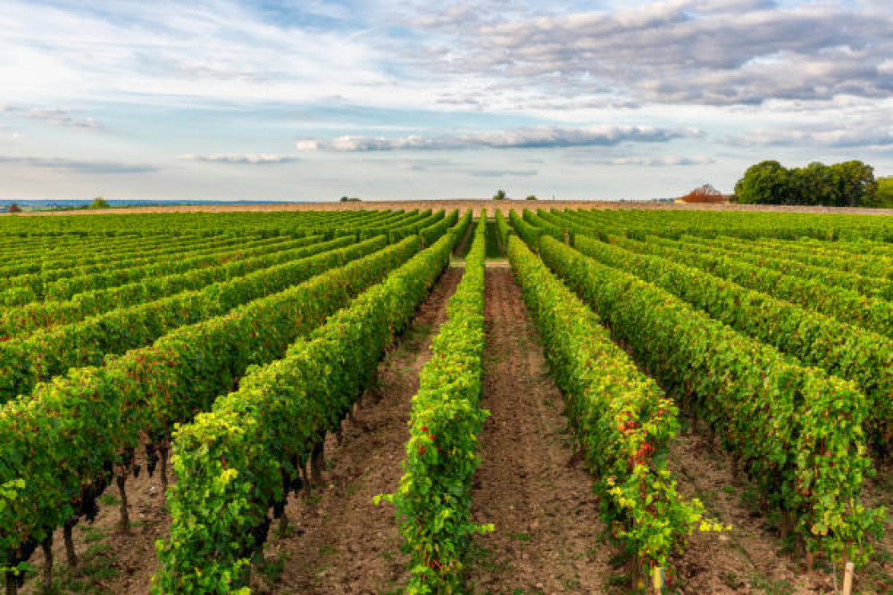 Danbury Ridge Wine Estate is looking for a season and harvest vineyard assistant. (Photo: Pixabay)