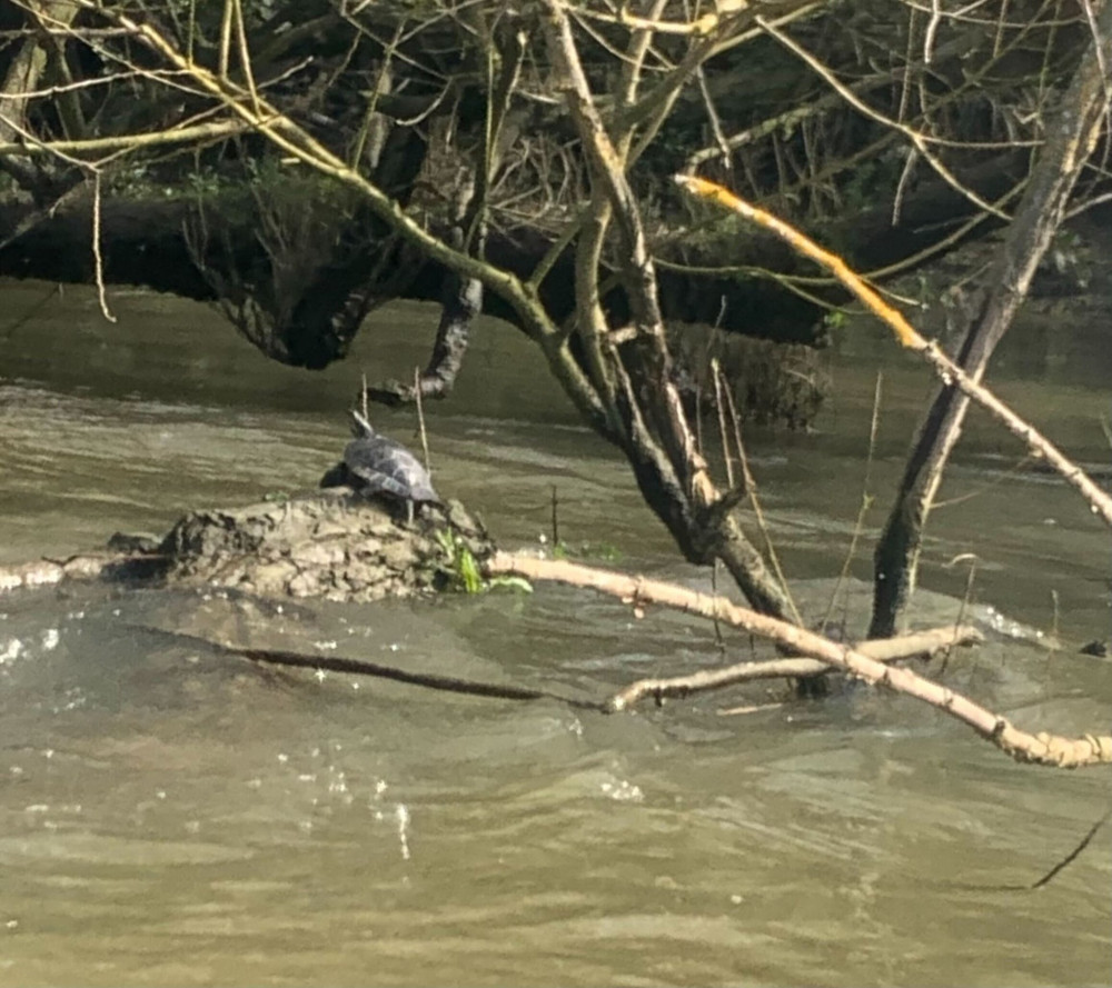 The species of the reptile was hotly-debated by the lifeboat crew out training last Friday, 15 March (Photo: RNLI Teddington)