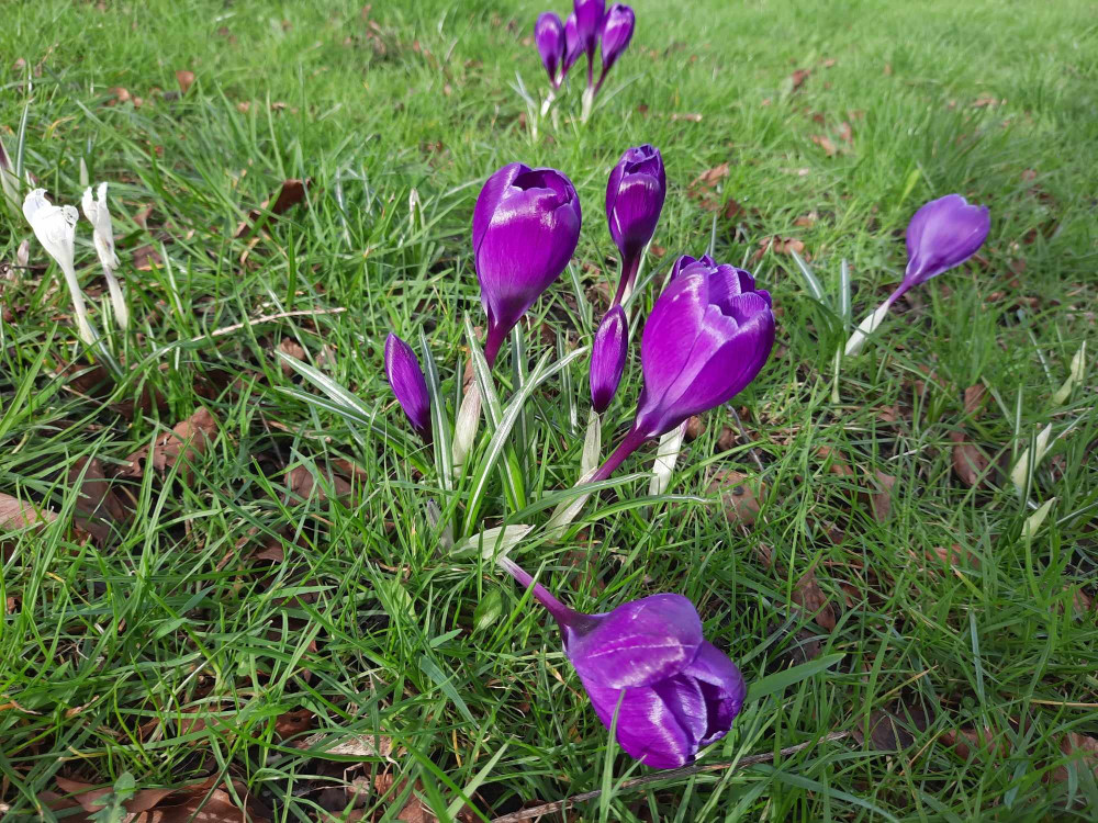 A gardening competition promotion wildlife-friendly gardens is coming to Congleton. Image credit: Nub News. 